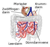 dünndarm teile